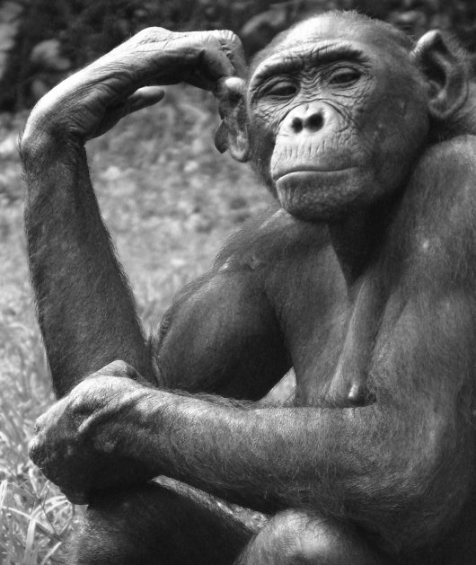 A thinking ape. (Credit: Zanna Clay)